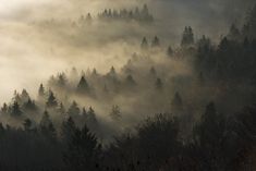 the trees are covered in fog and low lying clouds on top of them, as seen from above