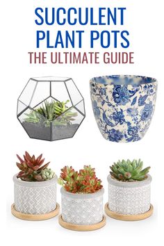 succulent plant pots the ultimate guide