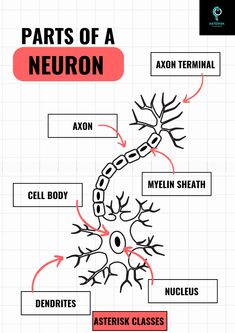 the parts of a neron diagram