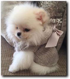 a small white dog sitting on top of a couch wearing a sweater and bow tie