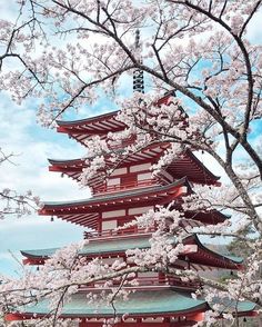 the pagoda is surrounded by cherry blossom trees