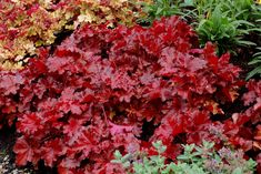 some red and yellow plants are in the garden