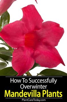 a pink flower with the words how to successfully overwinter mandevilla plants