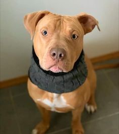 a brown and white dog wearing a black collar