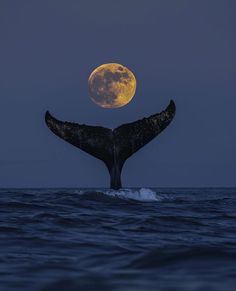 the tail of a whale in front of a full moon