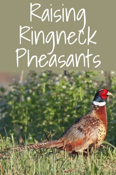 a pheasant standing in the grass with text reading raising ringneck pheasants