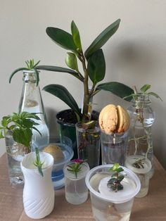 various plants and vases sitting on top of a wooden table next to each other