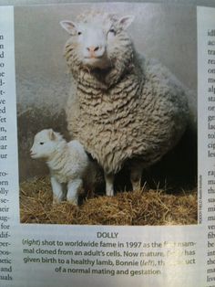 an image of a sheep and its lamb in a newspaper article with information about it