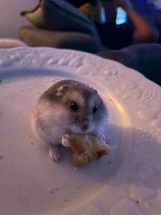 Roborovski Hamster, Tiny Baby Animals, Dancing Animals, Funny Mouse, Cut Animals, Cute Hamsters, Silly Animals