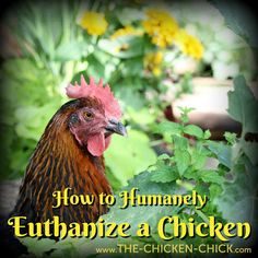 a close up of a chicken in a field of flowers with the words how to humane a chicken