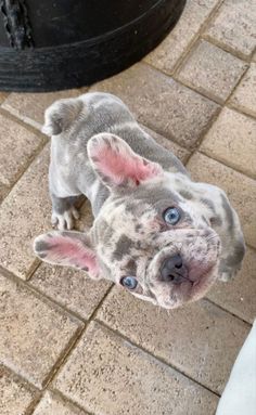 a dog is looking up at the camera