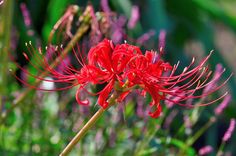 a red flower is in the middle of some purple and green plants with long stems