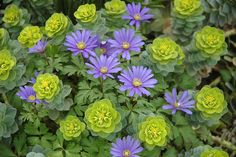 purple and green flowers are in the middle of some plants with green leaves on them