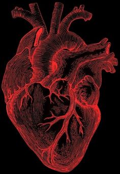 a drawing of a human heart on a black background with red lines in the middle