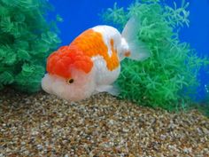 an orange and white fish is swimming in the water