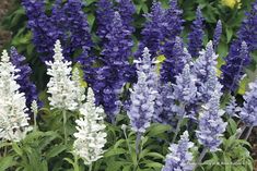 purple and white flowers are growing in the garden