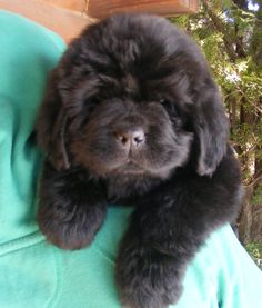 a fluffy black dog laying on top of a person's lap with trees in the background