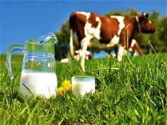 a cow standing in the grass next to two jugs of milk and a glass pitcher