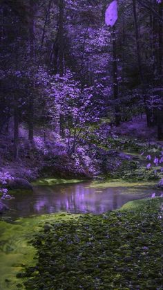 a pond in the middle of a forest filled with purple flowers