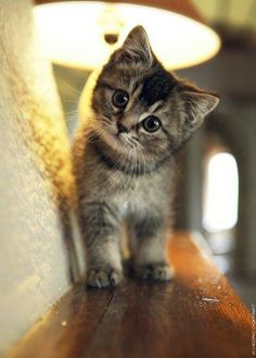 a small kitten standing on top of a wooden table next to a light shade lamp