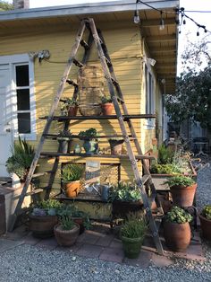 an old ladder is used as a plant stand for succulents and other plants