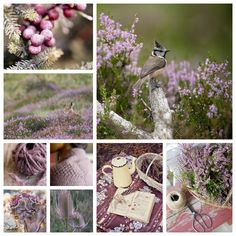 a collage of photos with lavender flowers and birds