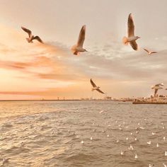 seagulls flying over the water at sunset