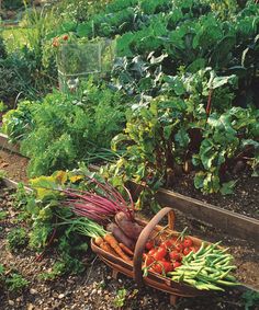 a garden filled with lots of different types of vegetables