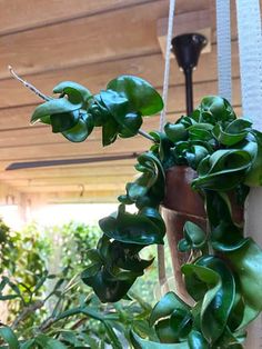 a potted plant hanging from a ceiling in front of a light fixture and some plants