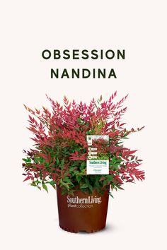 a potted plant with red leaves and the words, obeession nandina