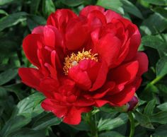 a large red flower with green leaves in the background