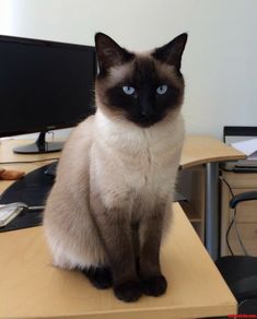 a siamese cat sitting on top of a desk