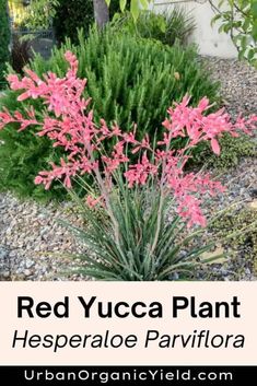 red yucca plant with text overlay that reads, red yucca plant hesperale parviflora