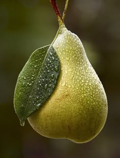 a pear hanging from a tree with the words, where are by their fruits? ye shall know them