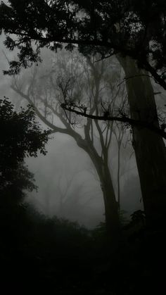 trees in the fog with no leaves on them