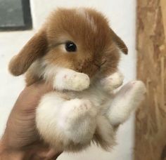 a small brown and white rabbit is held in someone's hand with it's front paws up