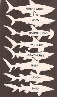 a black and white poster with different types of sharks