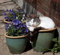 a cat laying on top of two flower pots