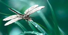 a white dragonfly sitting on top of a green plant with water droplets around it