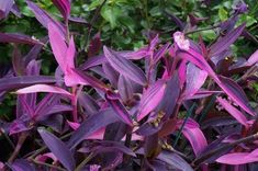 purple flowers with green leaves in the background