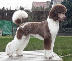 a brown and white dog standing on top of a wooden platform