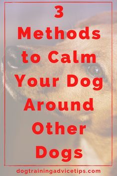 a brown dog with its head on the ground and text overlay that reads 3 method to calm your dog around other dogs