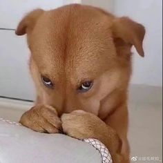 a small brown dog laying on top of a white pillow with his paws on the pillow