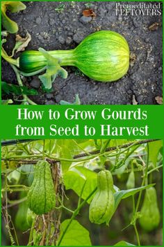 how to grow gourds from seed to harvest