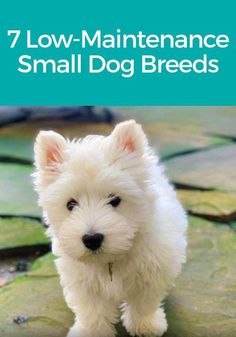 a small white dog standing on top of a green leaf covered ground with the words 7 low maintenance small dog breeds