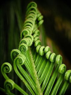 fern and fibonacci Spirals In Nature, Plants Photography, Ferns Garden, Trendy Plants, Plant Photography, Pretty Green, Patterns In Nature, Nature Design