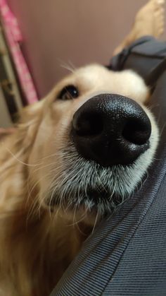 a close up of a dog's nose with it's tongue hanging out