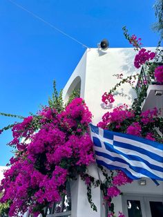 purple flowers are growing on the side of a building with a greek flag hanging from it