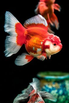 two goldfish in an aquarium looking at each other