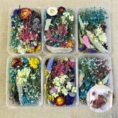 six plastic trays filled with different types of flowers and plants in each one container